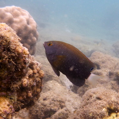 Pomacentrus chrysurus