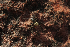 Polyrhachis senilis
