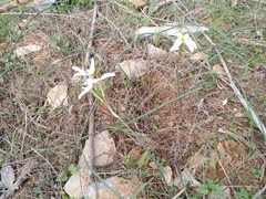 Narcissus deficiens