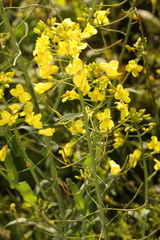 Brassica oleracea