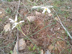 Narcissus deficiens