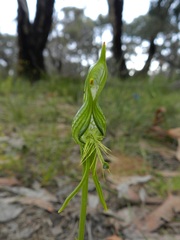 Pterostylis unicornis