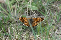 Melitaea cinxia