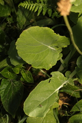 Brassica oleracea