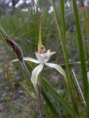 Caladenia venusta