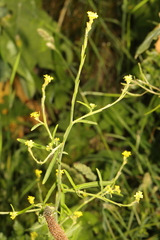 Sisymbrium officinale
