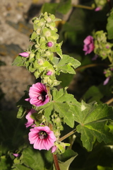 Malva arborea
