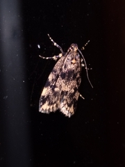 Barea codrella