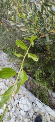 Capparis sepiaria