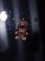 Barea codrella