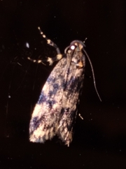 Barea codrella