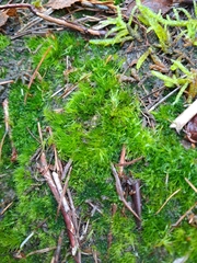 Campylopus flexuosus