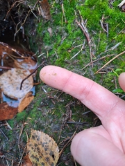 Campylopus flexuosus