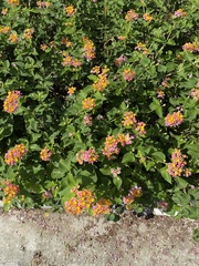 Lantana camara