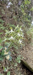 Bonatea speciosa