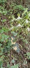 Bonatea speciosa