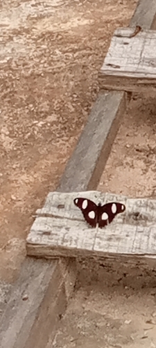 Danaid Eggfly
