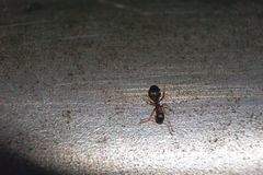 Dolichoderus quadripunctatus