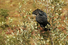 Calyptorhynchus banksii