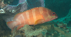 Epinephelus fasciatus