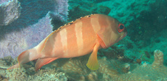 Epinephelus fasciatus