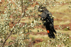Calyptorhynchus banksii