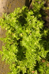 Lepidium didymum