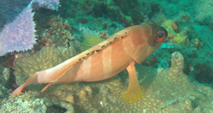 Epinephelus fasciatus
