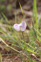 Vigna vexillata