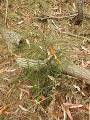 Macrozamia pauli-guilielmi