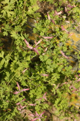 Fumaria muralis