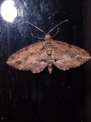 Chloroclystis filata