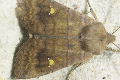 Eupsilia transversa