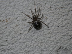 Steatoda grossa