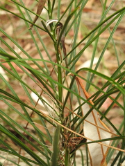 Macrozamia pauli-guilielmi