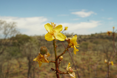 Cochlospermum