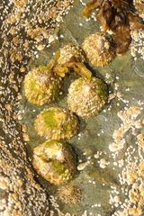Patella vulgata