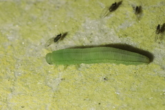 Tenthredopsis