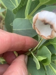 Trichodesma physaloides