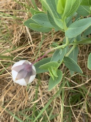 Trichodesma physaloides