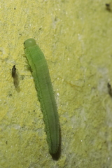 Tenthredopsis