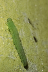 Tenthredopsis