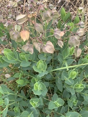 Trichodesma physaloides