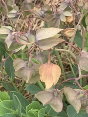 Trichodesma physaloides