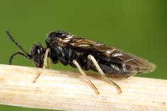 Monophadnus pallescens