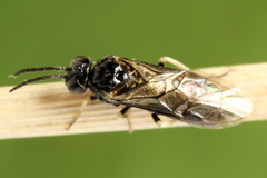 Monophadnus pallescens