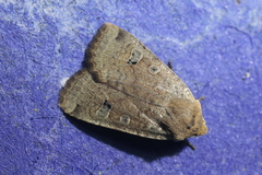 Conistra erythrocephala