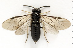 Monophadnus pallescens