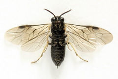 Monophadnus pallescens