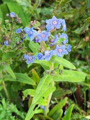 Cynoglossum amabile